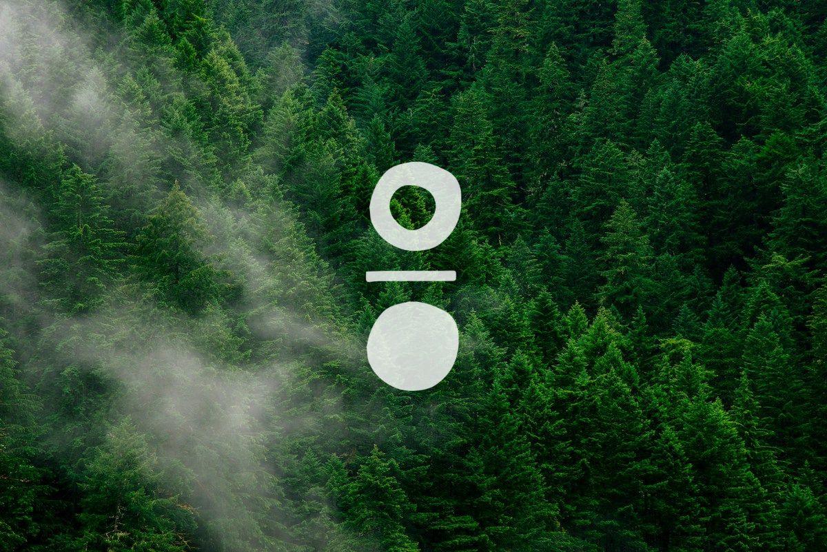 Dense green forest with mist representing sustainability, eco-friendly leather collars and cuffs