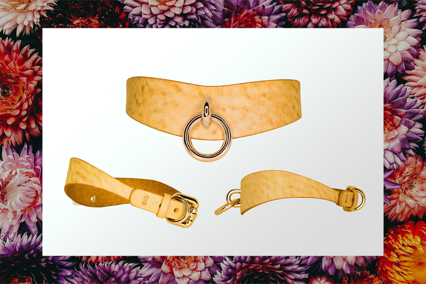 Meet Our Bestseller - The Orbit Day Collar